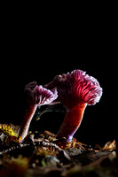 Amethyst deceiver Laccaria amethystina, portrait of mature fruiting bodies growing in a woodland, West Yorkshire, September