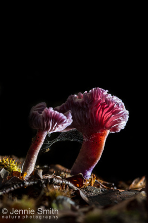 Amethyst deceiver Laccaria amethystina, portrait of mature fruiting bodies growing in a woodland, West Yorkshire, September