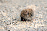 Bank vole Clethrionomys glareolus, eating a blackberry at the side of a road, Merriott, Somerset, September