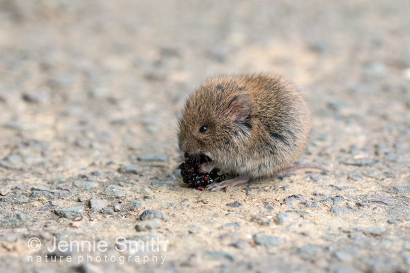 Bank vole Clethrionomys glareolus, eating a blackberry at the side of a road, Merriott, Somerset, September