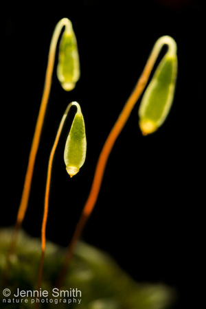 Cappillary thread-moss Bryum capillare, portrait of capsule and seta, Todmorden, West Yorkshire, March