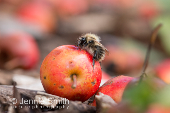 Common carder bumblebee Bombus pascuorum, adult feeding on a fallen crab apple,  West Yorkshire, September