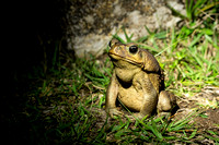 Cane toad Bufo marinus, adult sitting on a garden lawn, Monteverde, Costa Rica, Jan