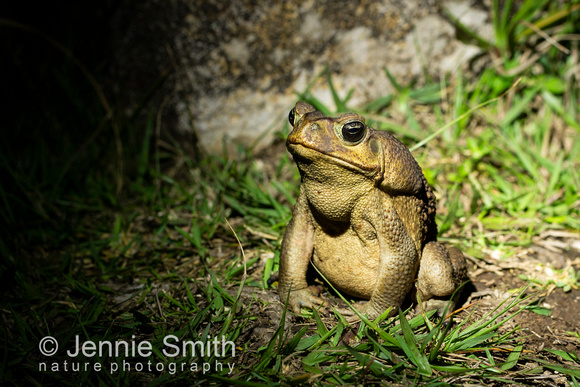 Cane toad Bufo marinus, adult sitting on a garden lawn, Monteverde, Costa Rica, Jan