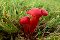 Grassland Fungi